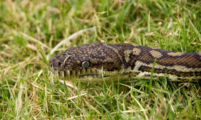 Carpet python on grass